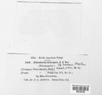 Pileolaria brevipes image